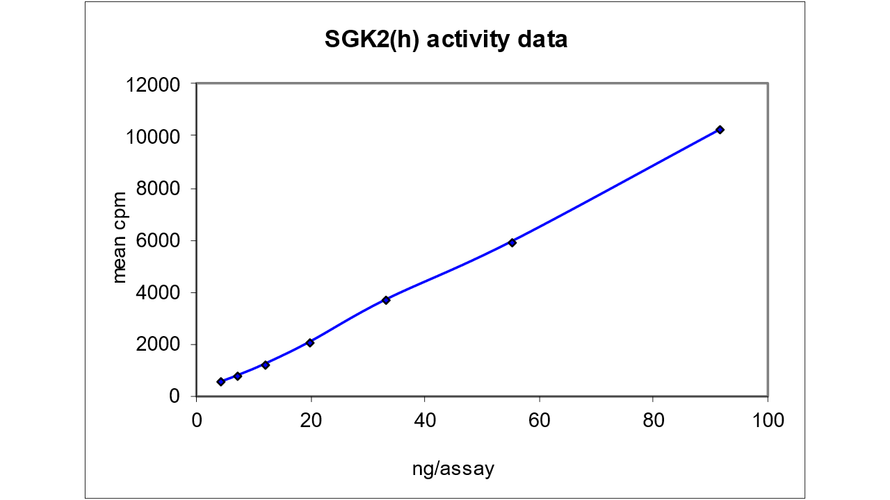 SGK2, active