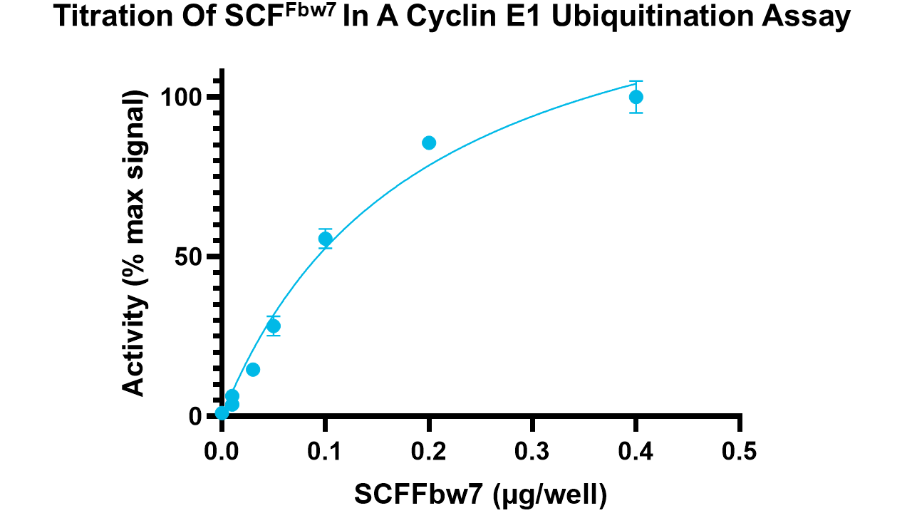 SCF Fbw7 complex, active