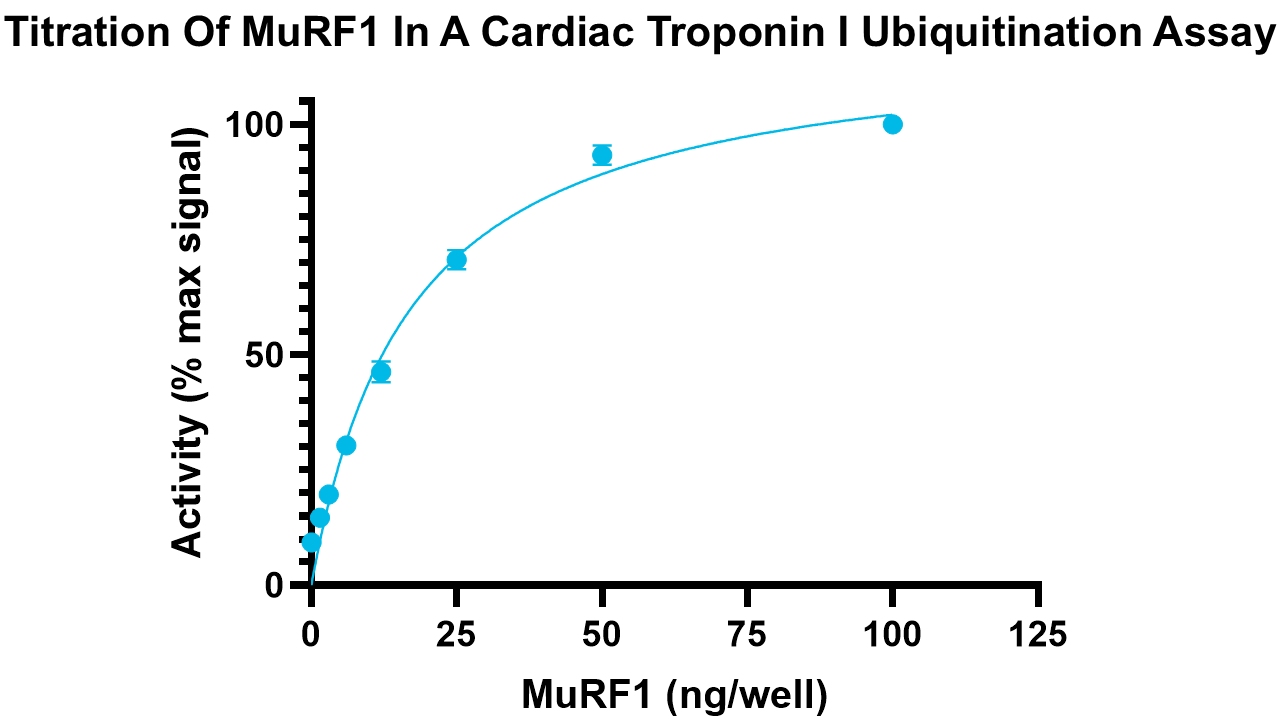 MuRF1, active