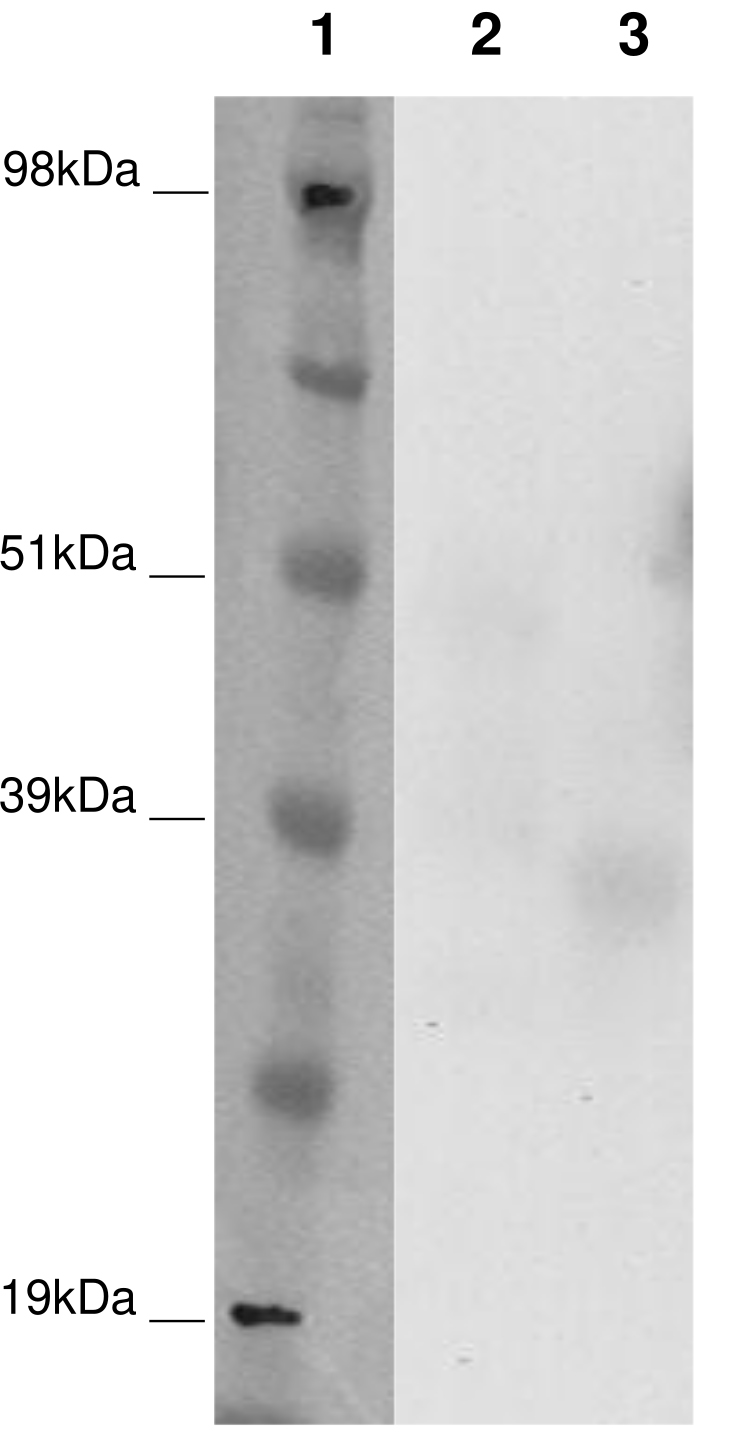 PathHunter® Human GPR12 β-Arrestin Cell-Based Assay Kit (CHO-K1)