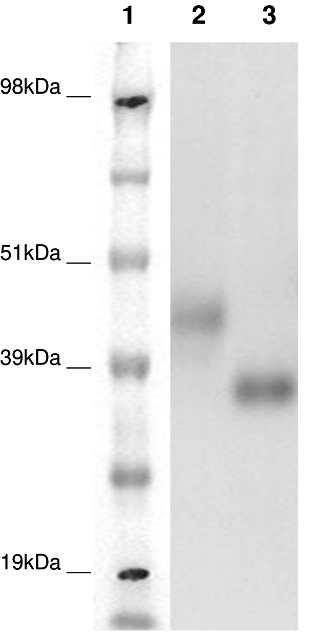 PathHunter® Human GPR27 β-Arrestin Stable Cell Line Assay (CHO-K1)