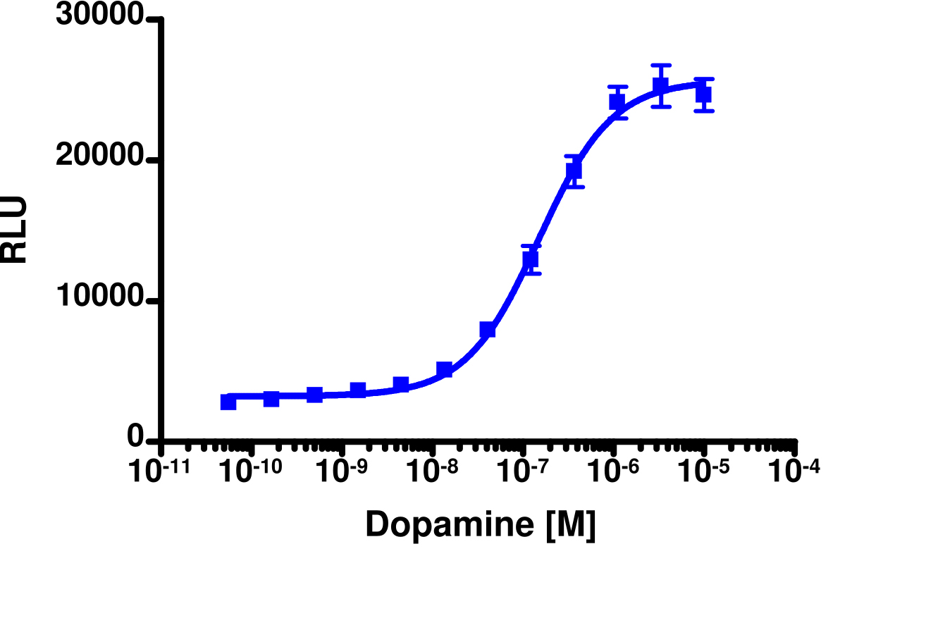 PathHunter® Human DRD2S β-Arrestin Stable Cell Line Assay (CHO-K1)