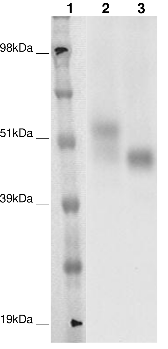 PathHunter® Human GPR143 β-Arrestin Cell-Based Assay Kit (CHO-K1)