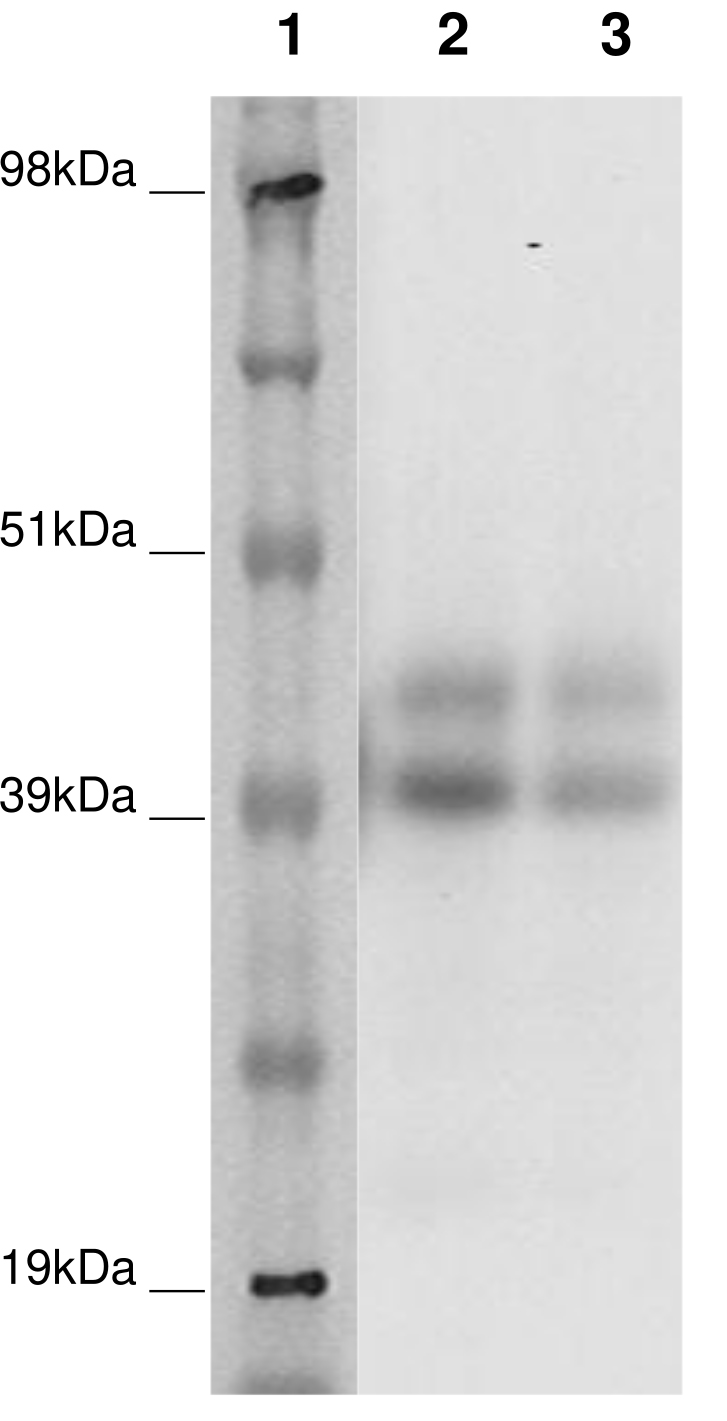 PathHunter® Human GPR25 β-Arrestin Cell-Based Assay Kit (CHO-K1)