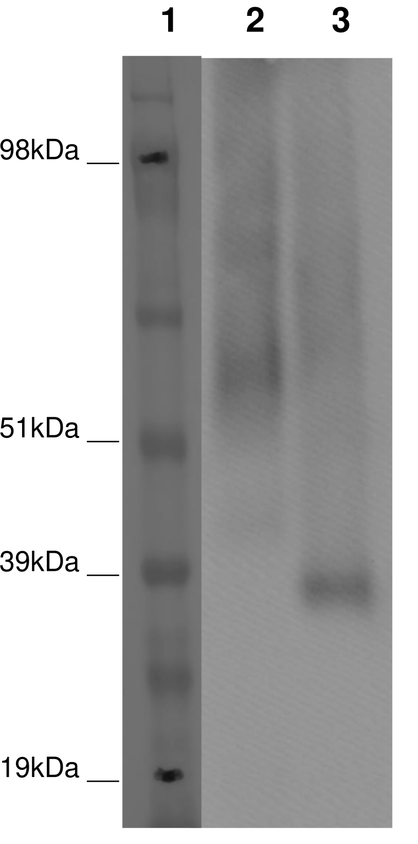 PathHunter® Human GPR52 β-Arrestin Stable Cell Line Assay (U2OS)
