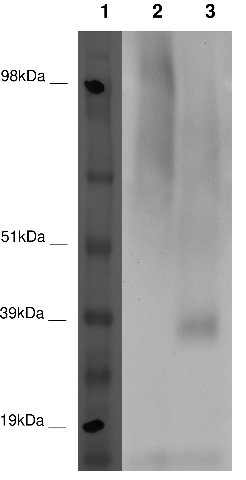 PathHunter® Human GPR45 β-Arrestin Stable Cell Line Assay (HEK 293)