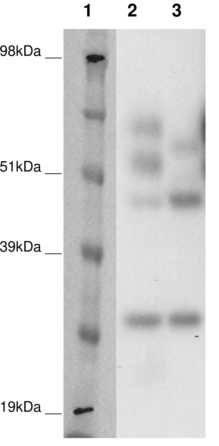 PathHunter® Human GPR150 β-Arrestin Cell-Based Assay Kit (CHO-K1)