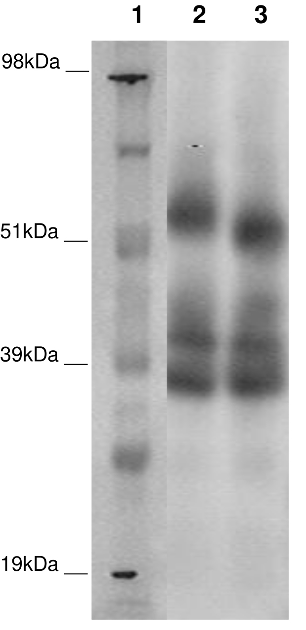 PathHunter® Human GPR37L1 β-Arrestin Stable Cell Line Assay (CHO-K1)
