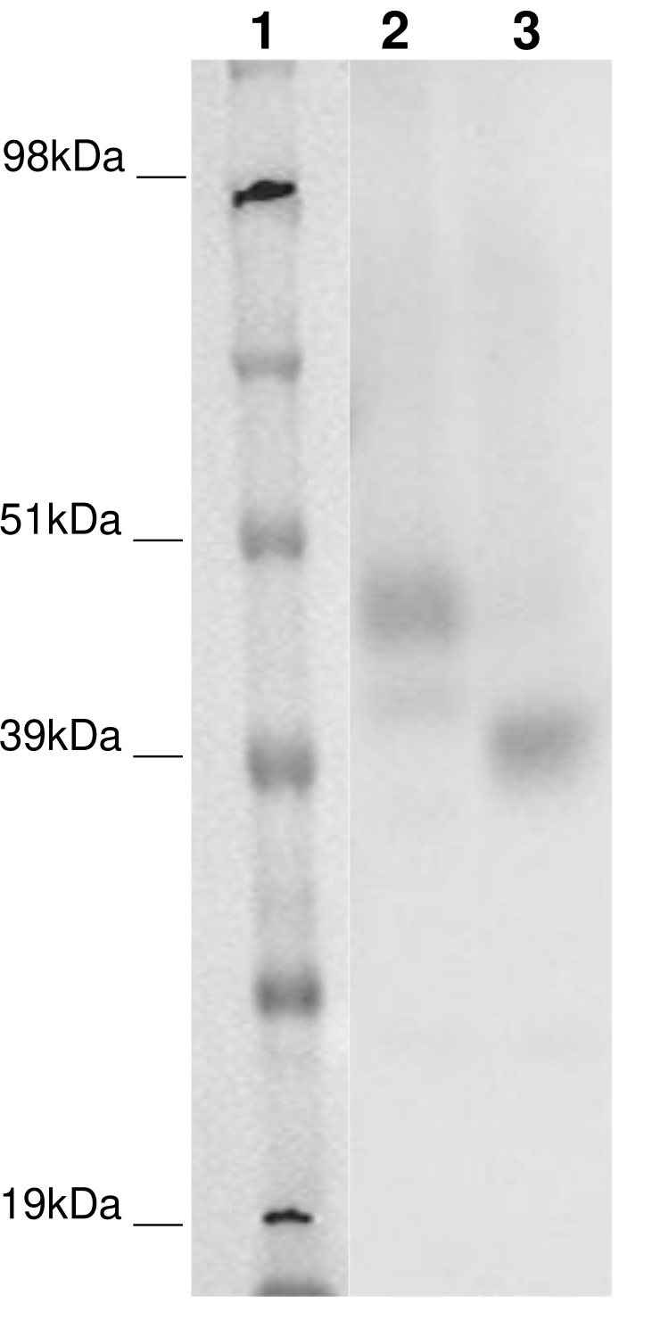 PathHunter® Human GPR173 β-Arrestin Stable Cell Line Assay (CHO-K1)