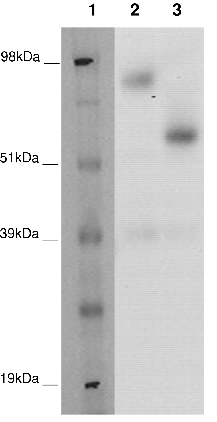 PathHunter® Human GPR176 β-Arrestin Cell-Based Assay Kit (CHO-K1)