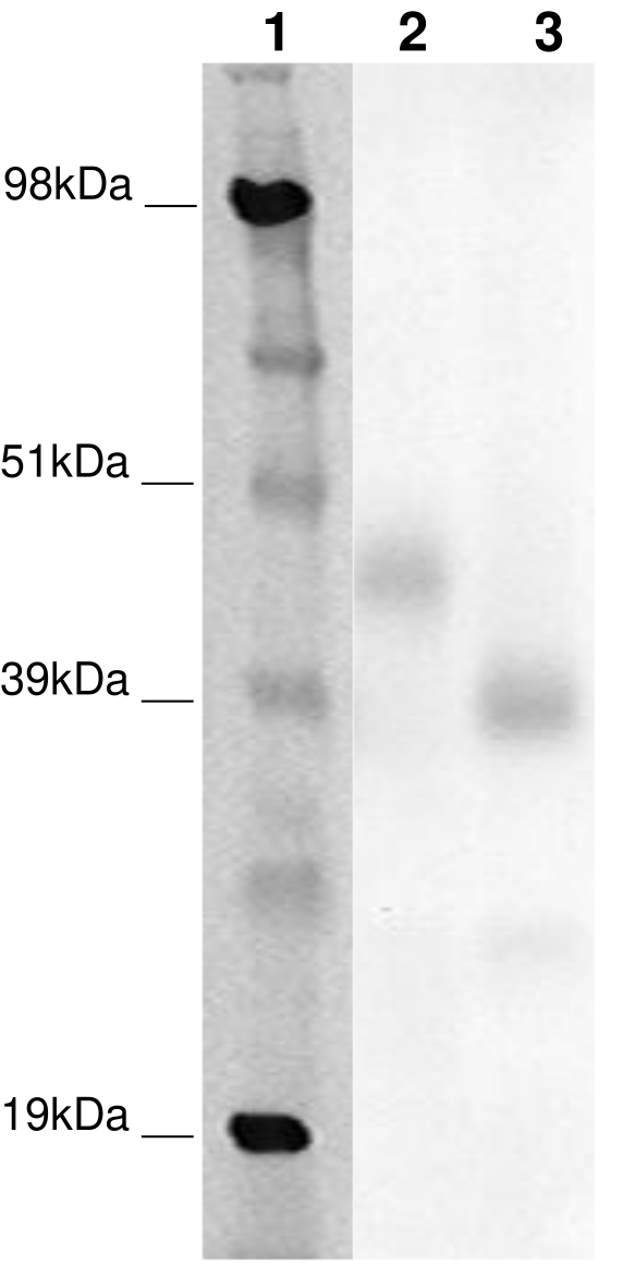 PathHunter® Human GPR85 β-Arrestin Stable Cell Line Assay (CHO-K1)