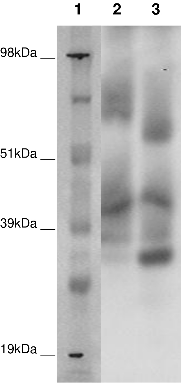 PathHunter® Human GPR97 β-Arrestin Stable Cell Line Assay (CHO-K1)
