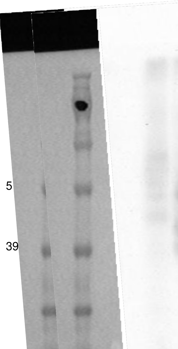 PathHunter® Human GPR132 β-Arrestin Stable Cell Line Assay (CHO-K1)