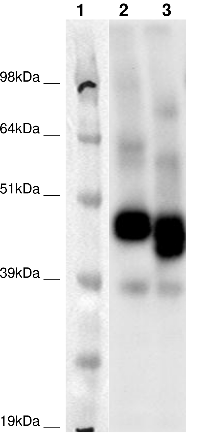 PathHunter® Human GPR107 β-Arrestin Cell-Based Assay Kit (CHO-K1)