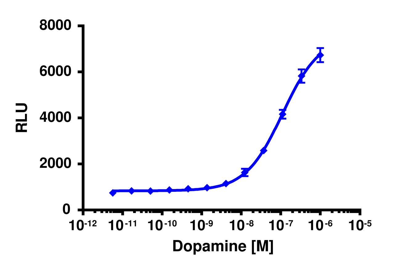 PathHunter® Human DRD5 β-Arrestin Cell-Based Assay Kit (CHO-K1)