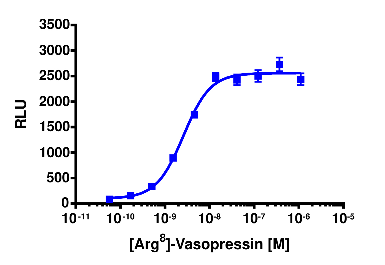 PathHunter® Human AVPR1B β-Arrestin Stable Cell Line Assay (CHO-K1)