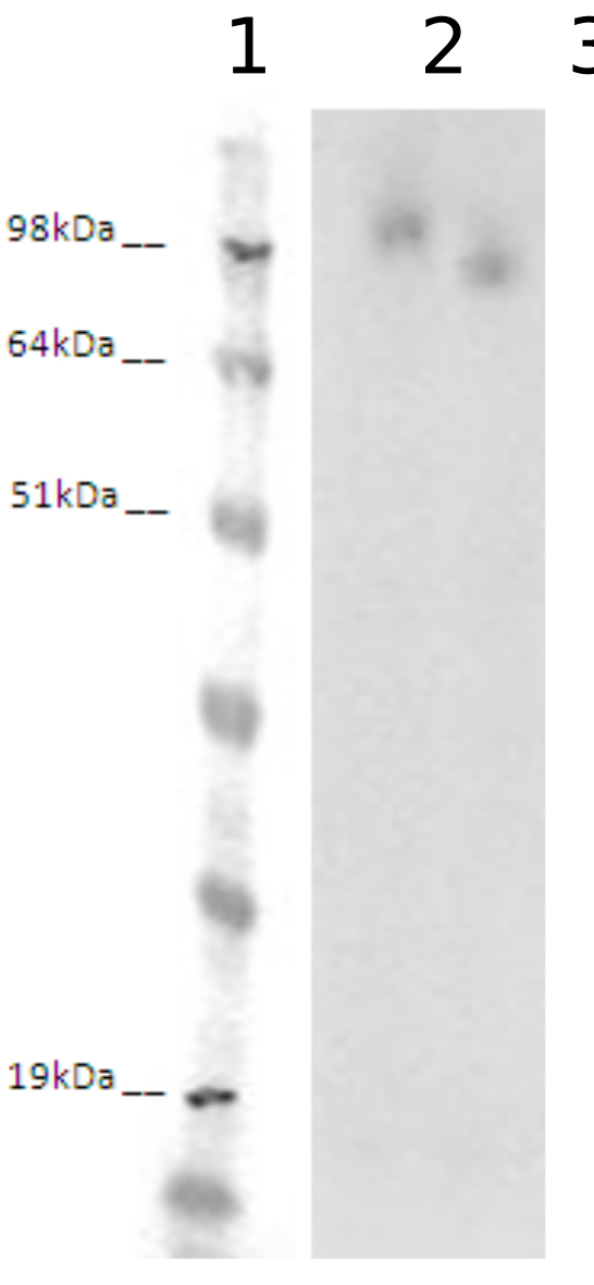 PathHunter® Human LGR4 β-Arrestin Stable Cell Line Assay (CHO-K1)
