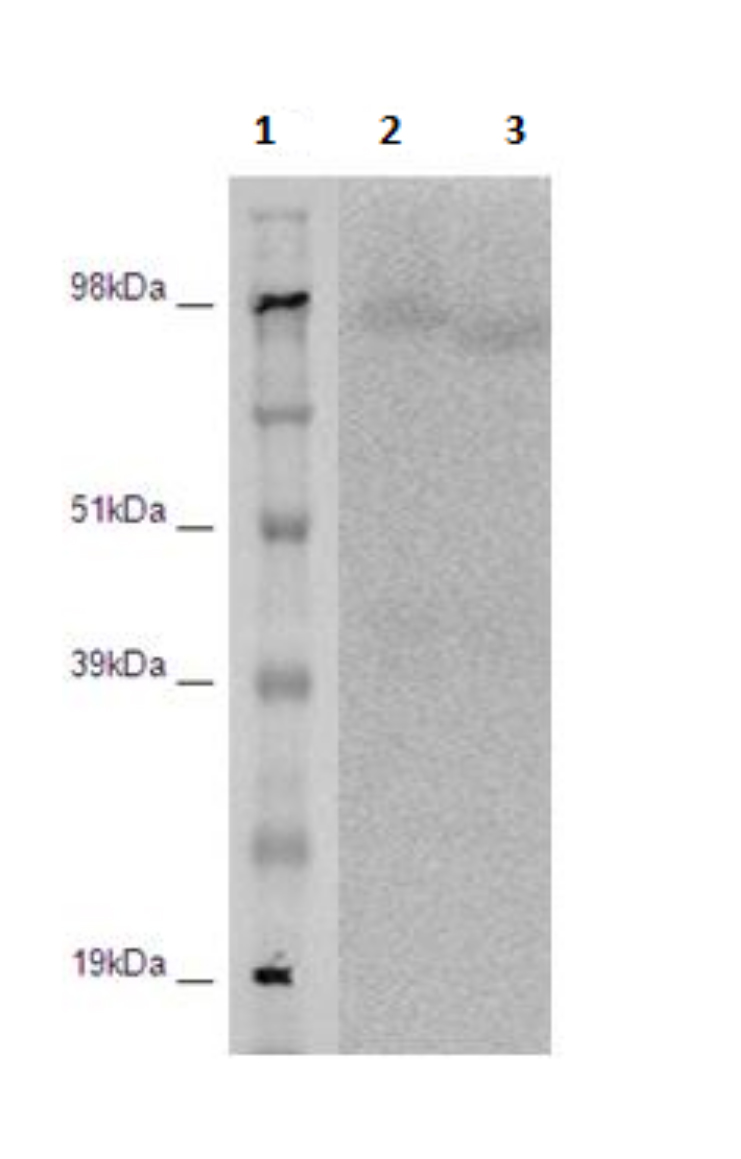 PathHunter® Human LGR5 β-Arrestin Stable Cell Line Assay (CHO-K1)