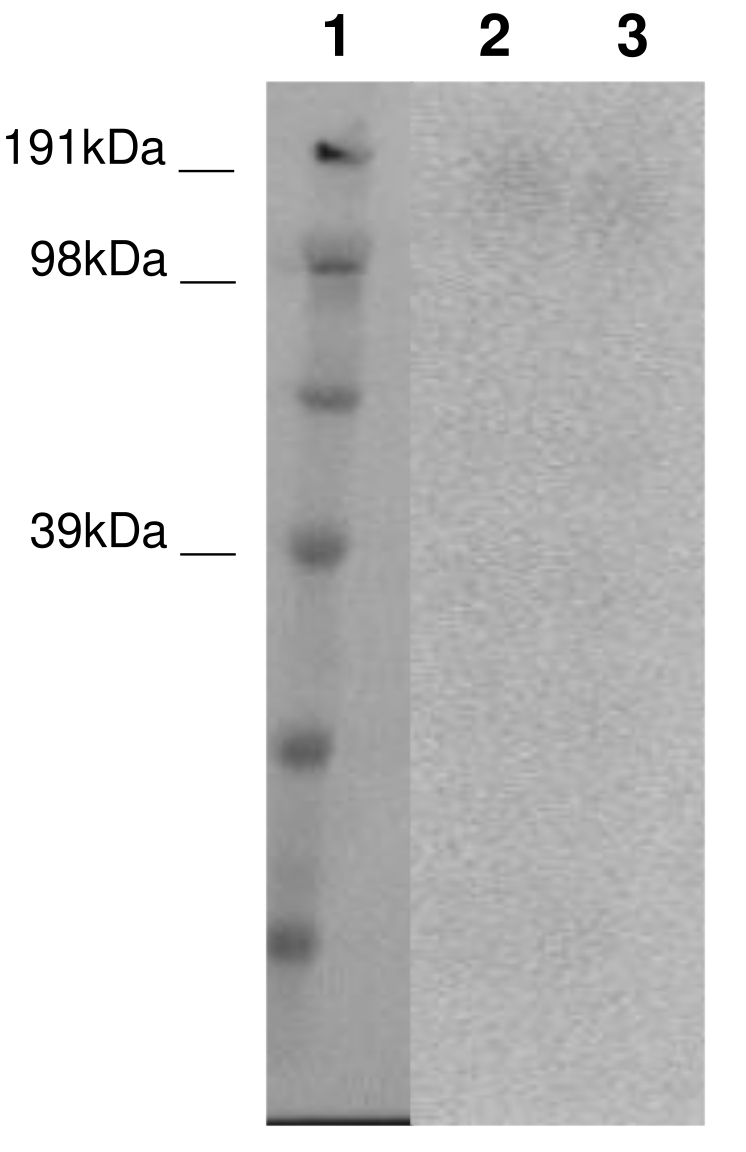 PathHunter® Human ADGRB3 (BAI3) β-Arrestin Stable Cell Line Assay (CHO-K1)