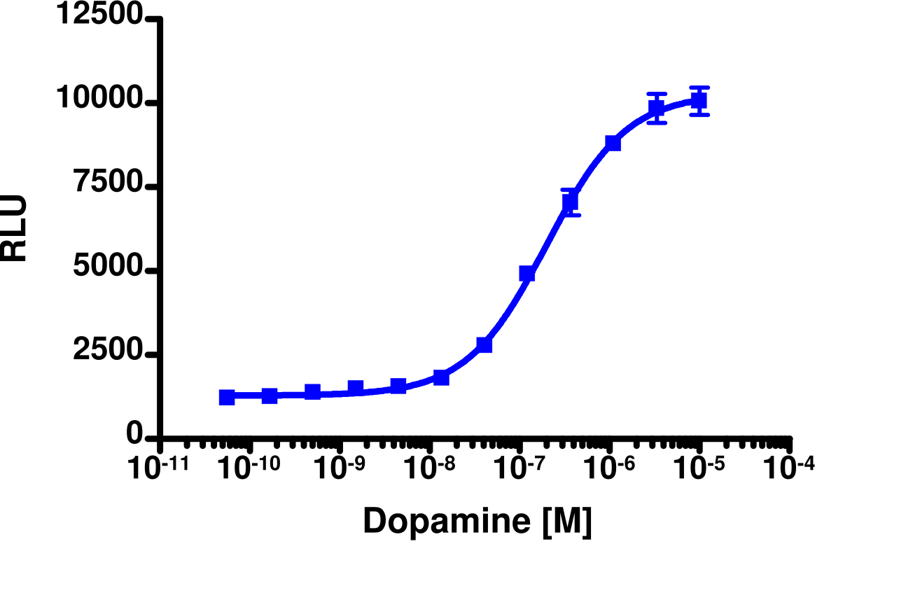 PathHunter® Human DRD2L β-Arrestin Stable Cell Line Assay (CHO-K1)