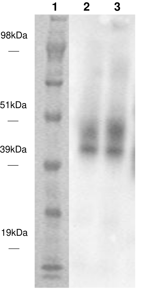 PathHunter® Human GPR15 β-Arrestin Stable Cell Line Assay (CHO-K1)