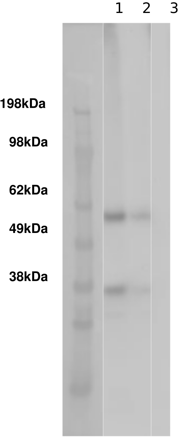 PathHunter® Human GPR161 β-Arrestin Cell-Based Assay Kit (CHO-K1)