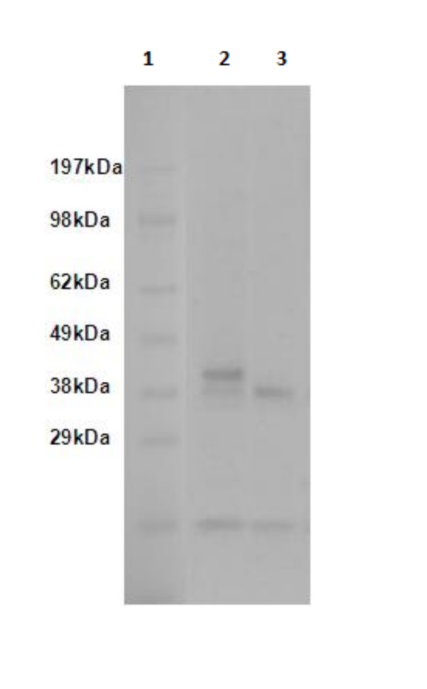 PathHunter® Human TAAR5 β-Arrestin Stable Cell Line Assay (CHO-K1)