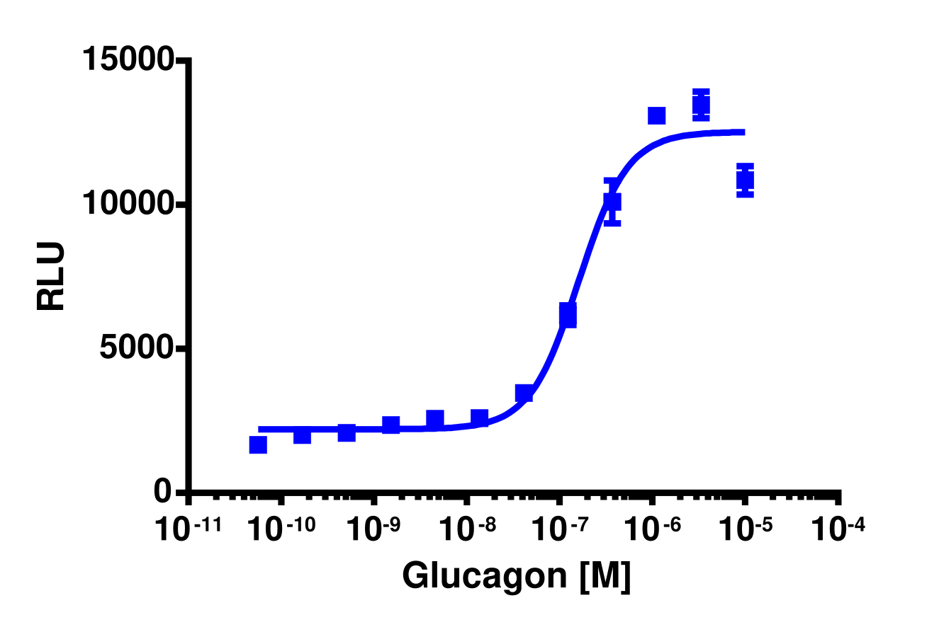 PathHunter® Human Glucagon (GCG Receptor) Total GPCR Internalization Cell-Based Assay Kit (HEK 293)