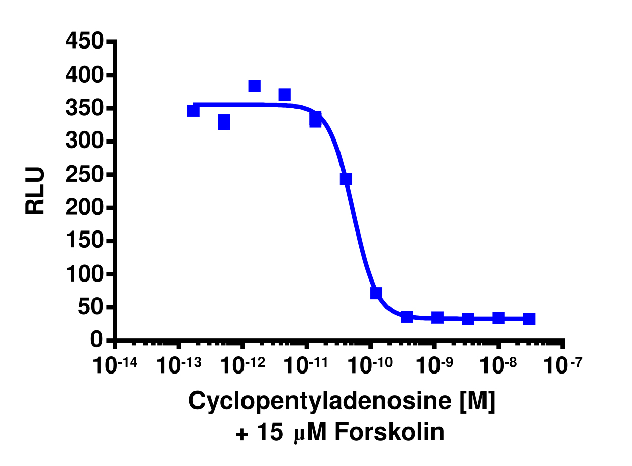 cAMP Hunter™ Human ADORA1 (A1) Gi Stable Cell Line Assay (CHO-K1)