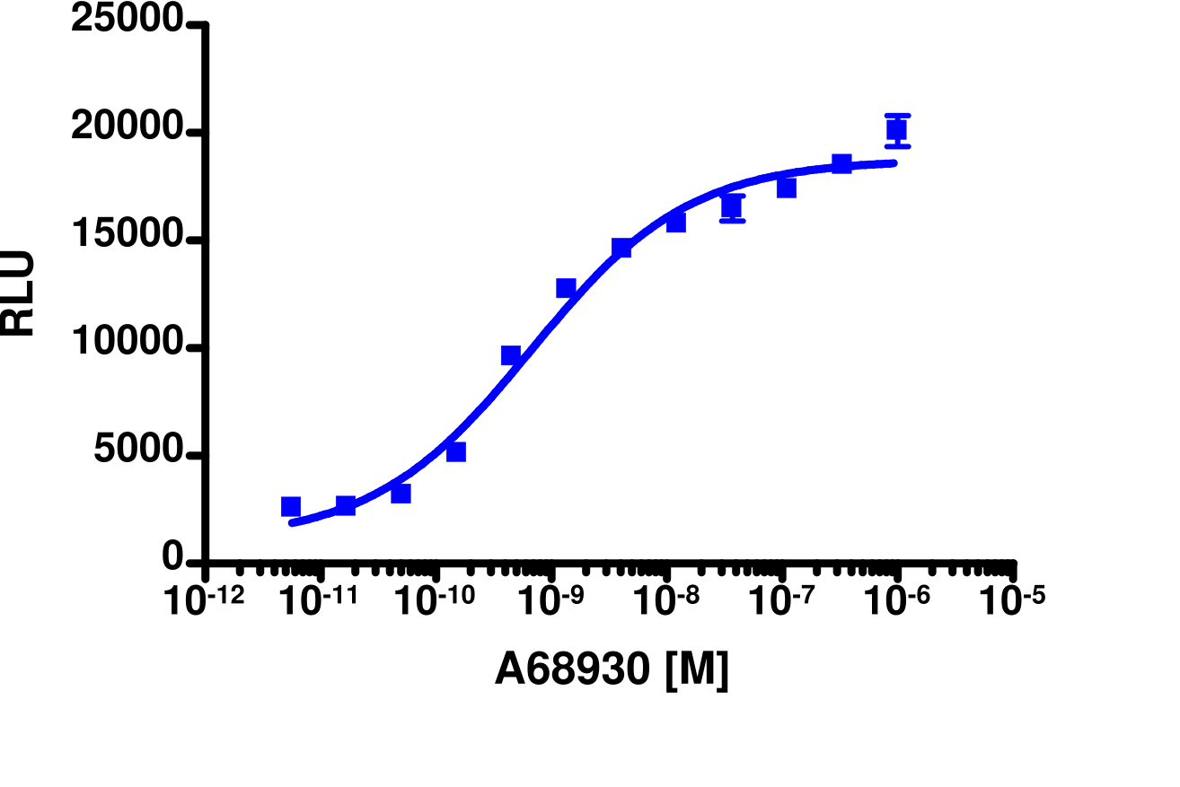 cAMP Hunter™ Rat DRD1 Gs Stable Cell Line Assay (CHO-K1)