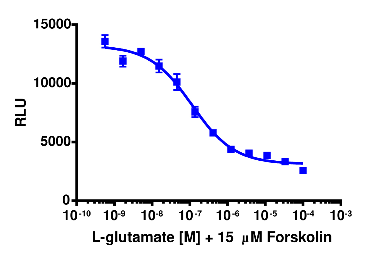 cAMP Hunter™ Human mGlu3 (GRM3) Gi Stable Cell Line Assay (CHO-K1)