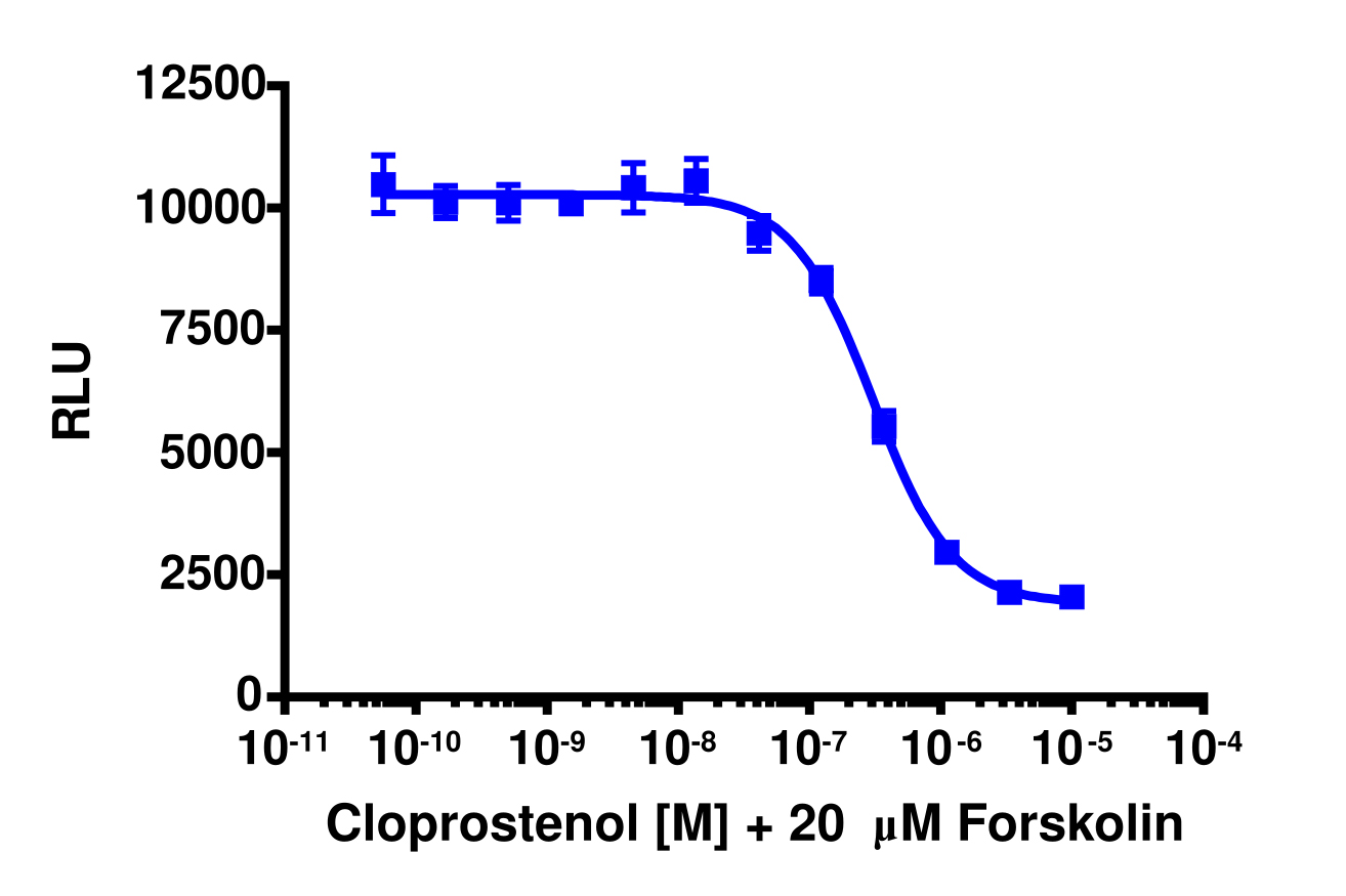 cAMP Hunter™ Human PTGER3 Gi Stable Cell Line Assay (CHO-K1)
