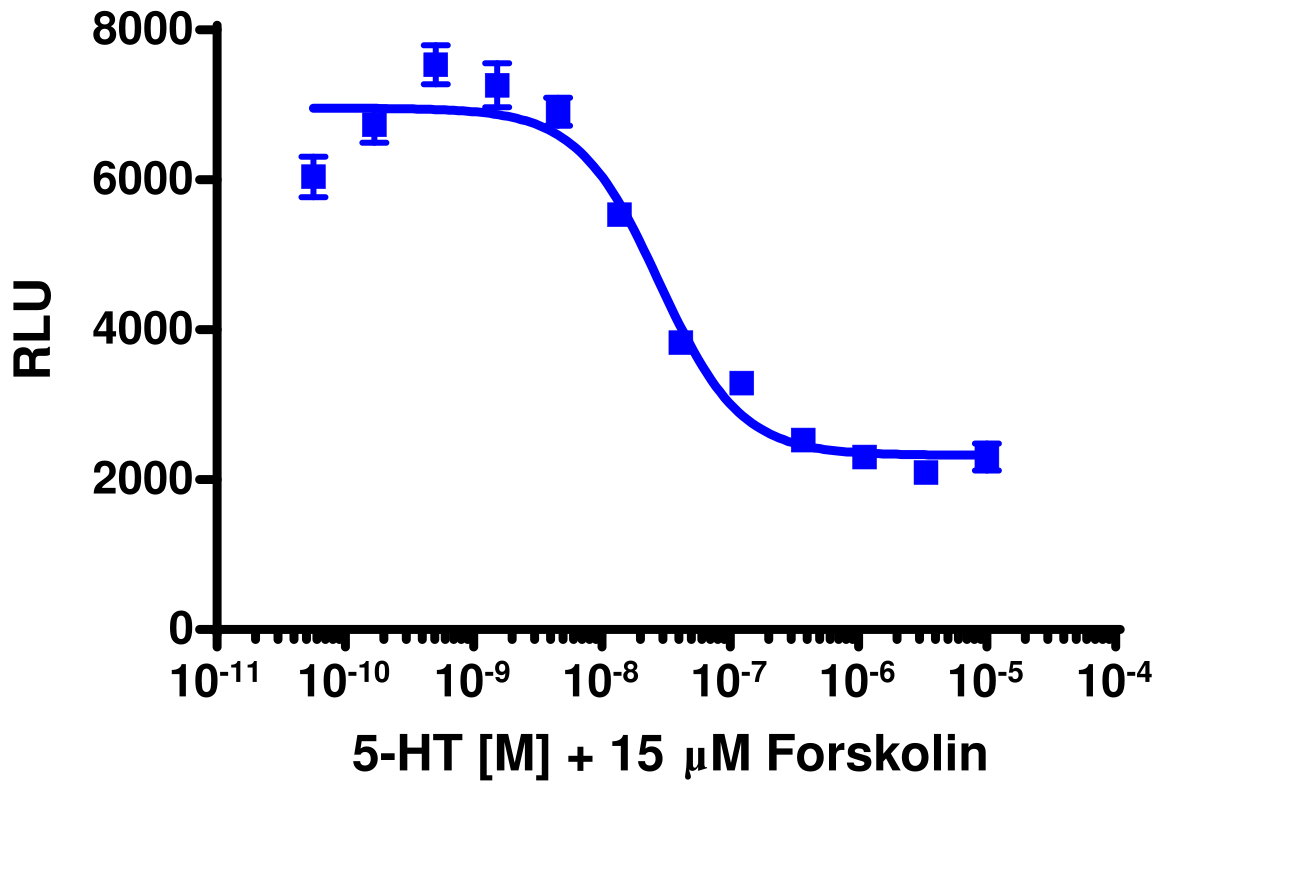 cAMP Hunter™ Human HTR5A (5-HT5A) Gi Cell-Based Assay Kit (CHO-K1)
