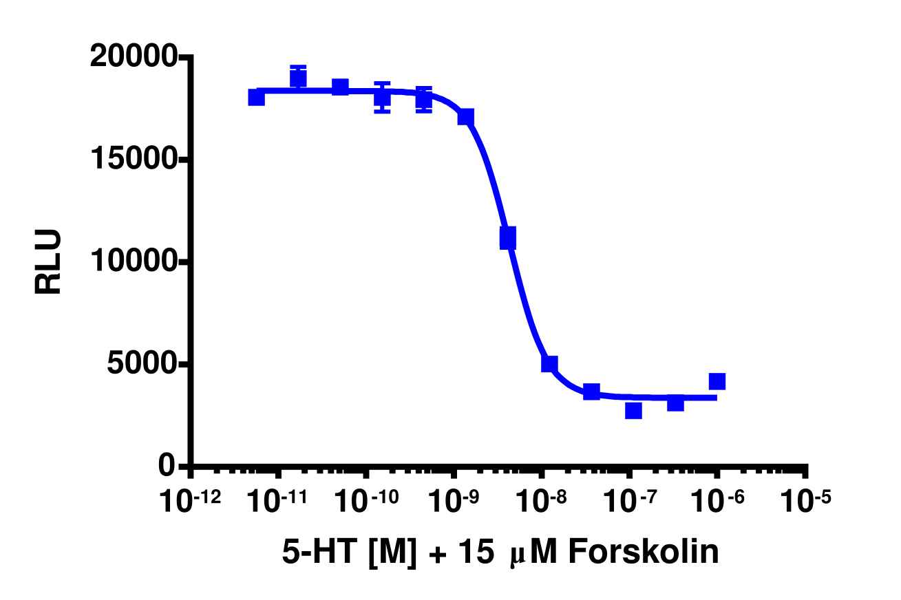 cAMP Hunter™ Human HTR1B (5-HT1B) Gi Stable Cell Line Assay (CHO-K1)