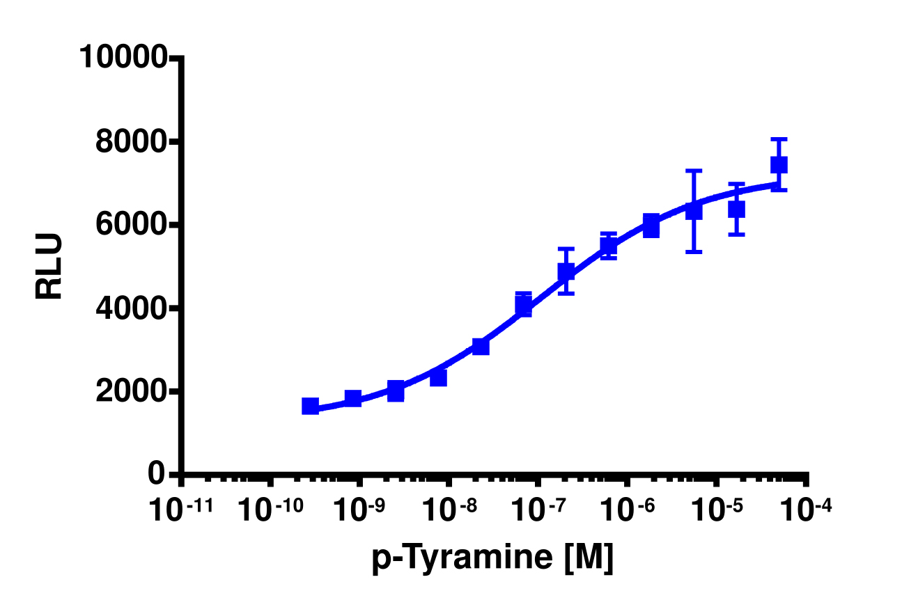 cAMP Hunter™ Rat TAAR1 Cell-Based Assay Kit (CHO-K1)