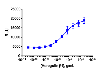 PathHunter® Human Heregulin β1 (EGFR/ErbB3) Dimerization Cell-Based Assay Kit (U2OS)