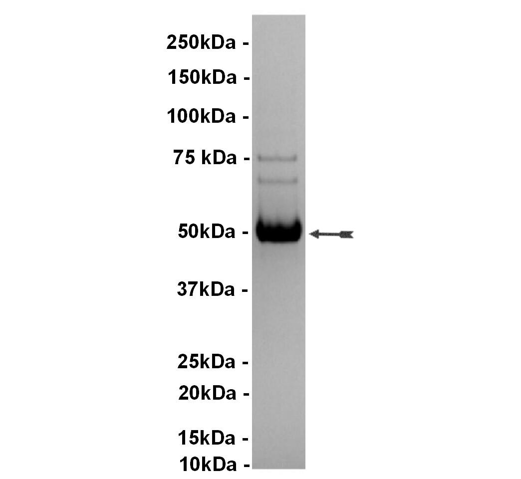 JNK2alpha2/SAPK1a, active