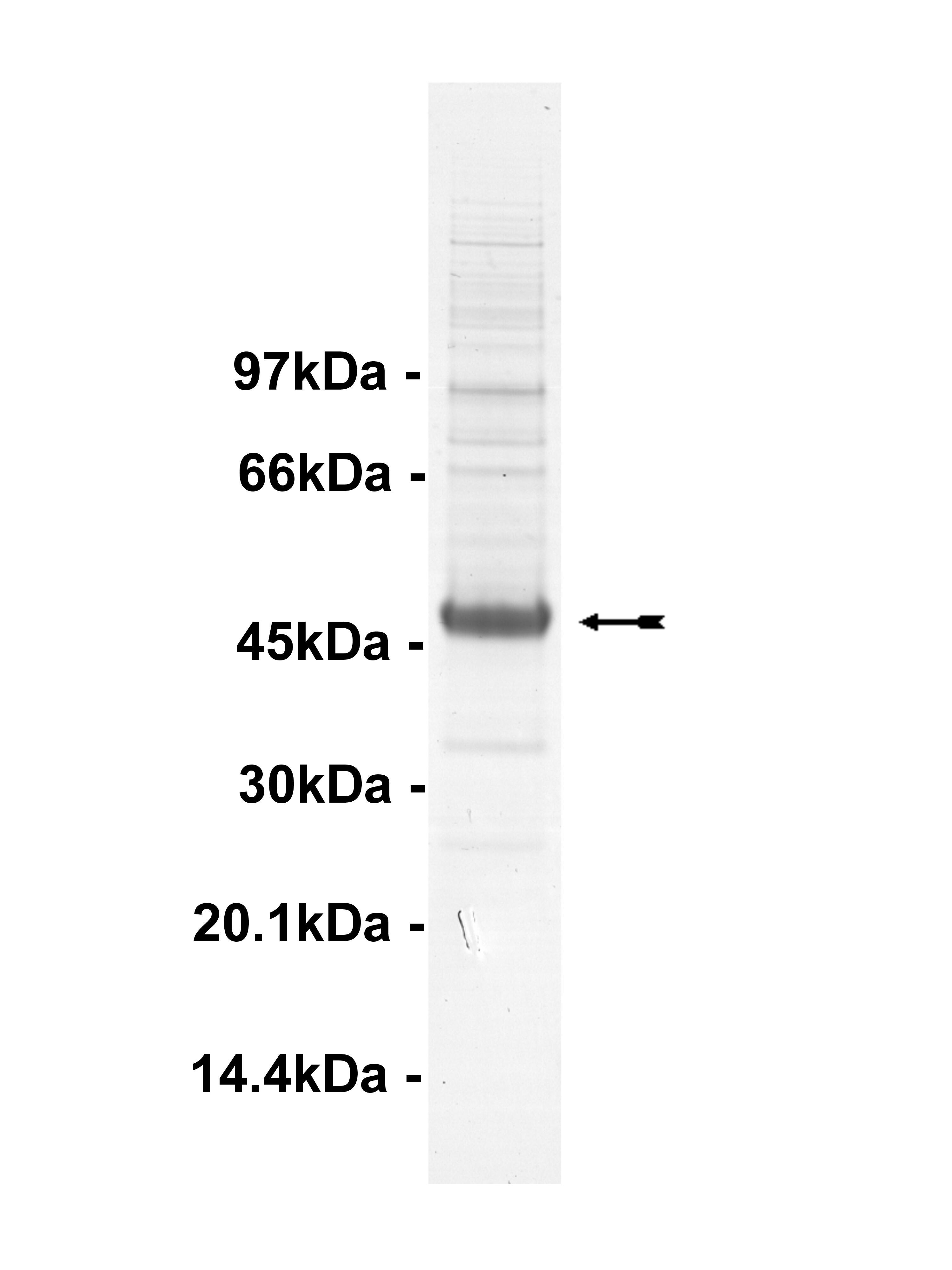 JNK2alpha2/SAPK1a, unactive