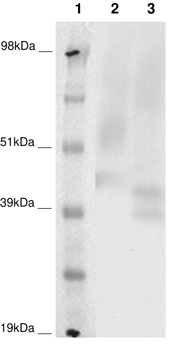 PathHunter® CHO-K1 P2RY8 β-Arrestin Orphan GPCR Cell Line