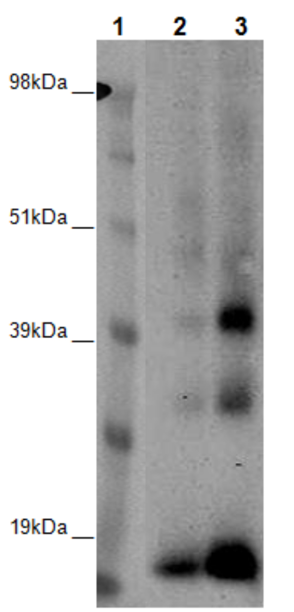 PathHunter® CHO-K1 GPR6 β-Arrestin Orphan GPCR Cell Line