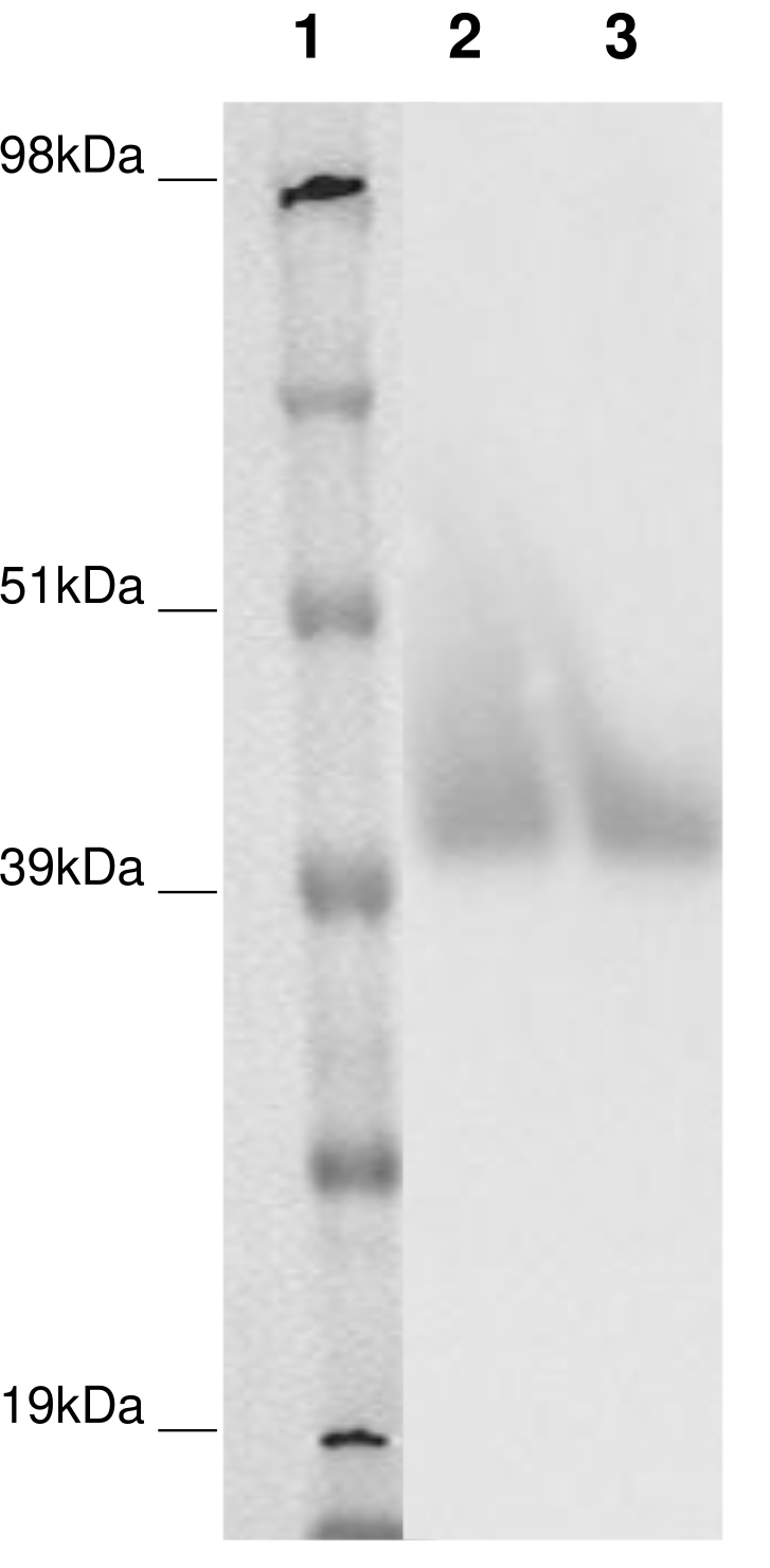 PathHunter® CHO-K1 GPR157 β-Arrestin Orphan GPCR Cell Line
