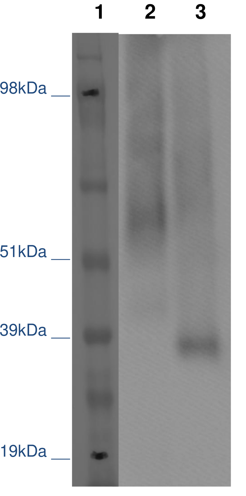 PathHunter® CHO-K1 GPR52 β-Arrestin Orphan GPCR Cell Line