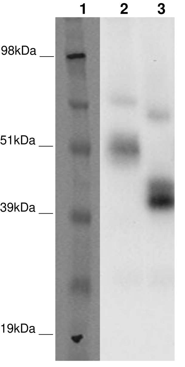 PathHunter® CHO-K1 GPR37 (EDNRBL) β-Arrestin Orphan GPCR Cell Line