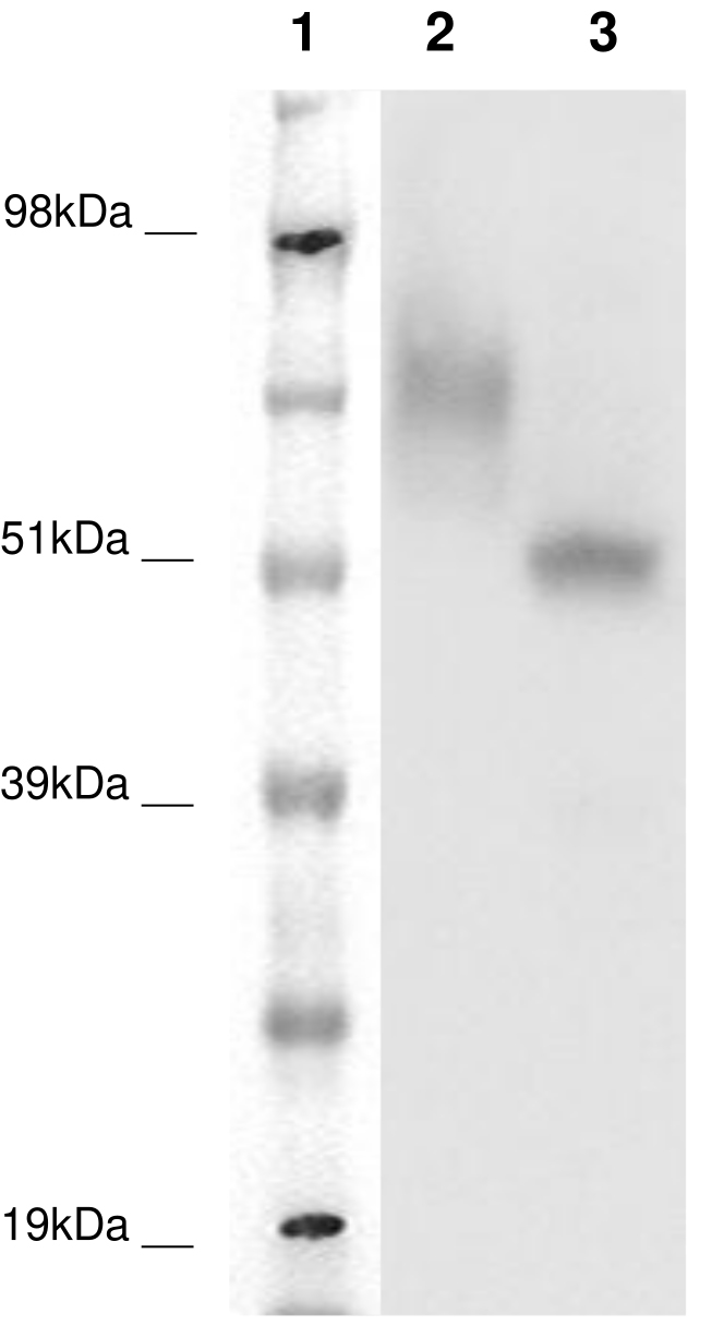 PathHunter® CHO-K1 GPR39 β-Arrestin Orphan GPCR Cell Line