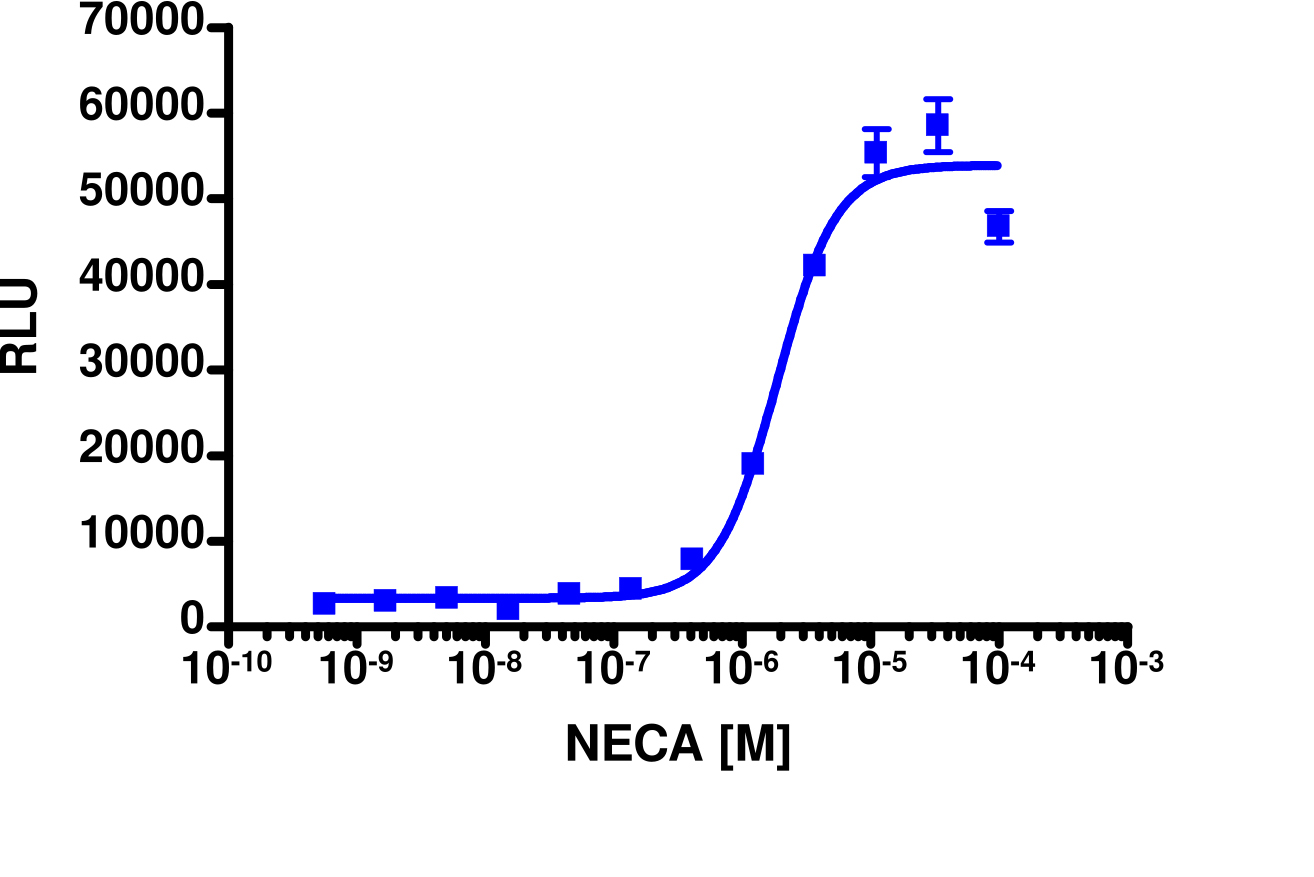 PathHunter® CHO-K1 mADORA2B β-Arrestin Cell Line