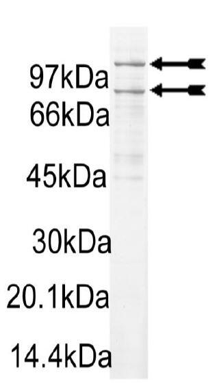 PI3 Kinase (p110alpha/p85alpha) murine