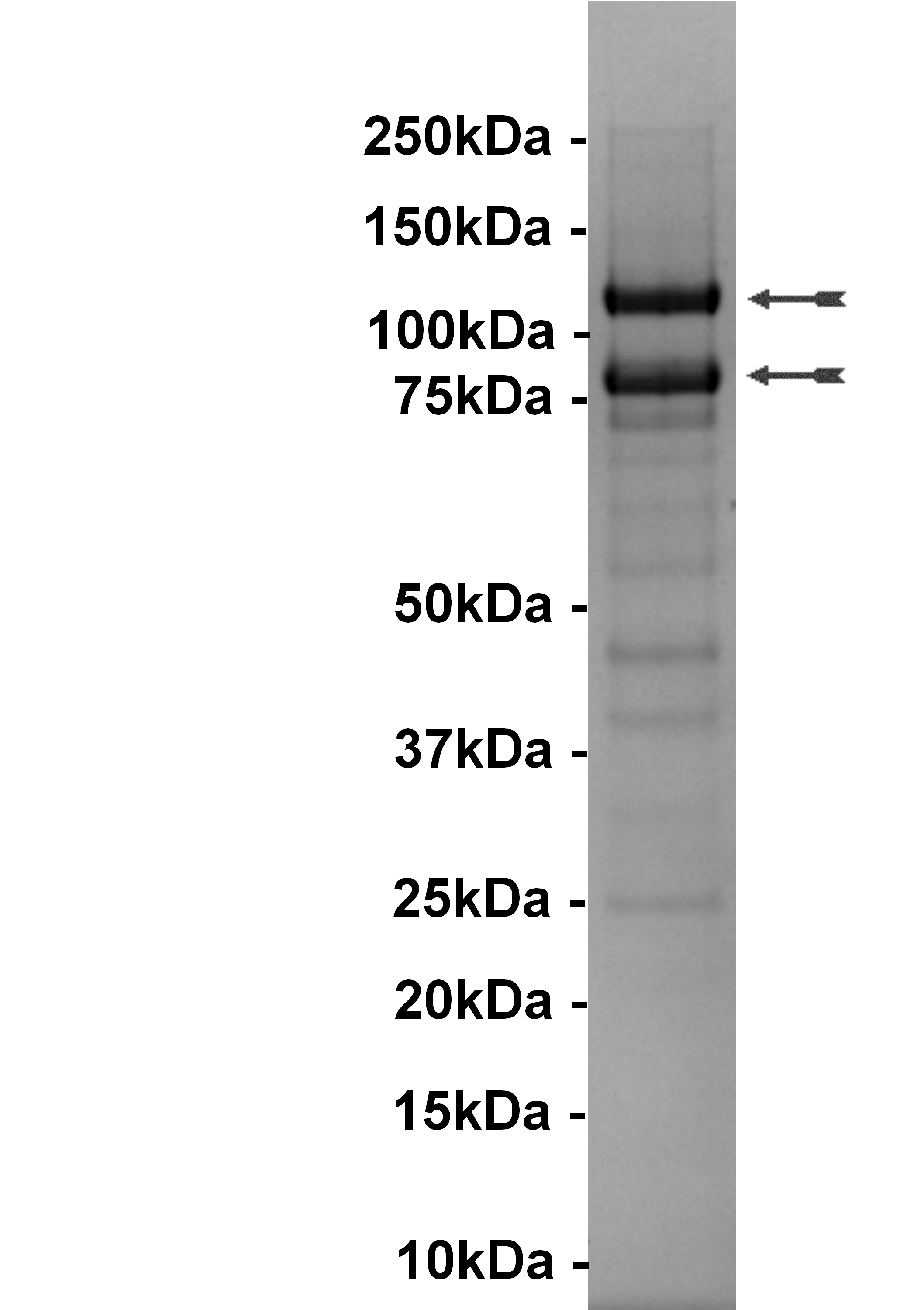 PI3 Kinase (p110alpha(E542K)/p85alpha)
